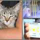 Illustration for article titled Runaway Cat Boards Train, Reunites With Owner Through Twitter
